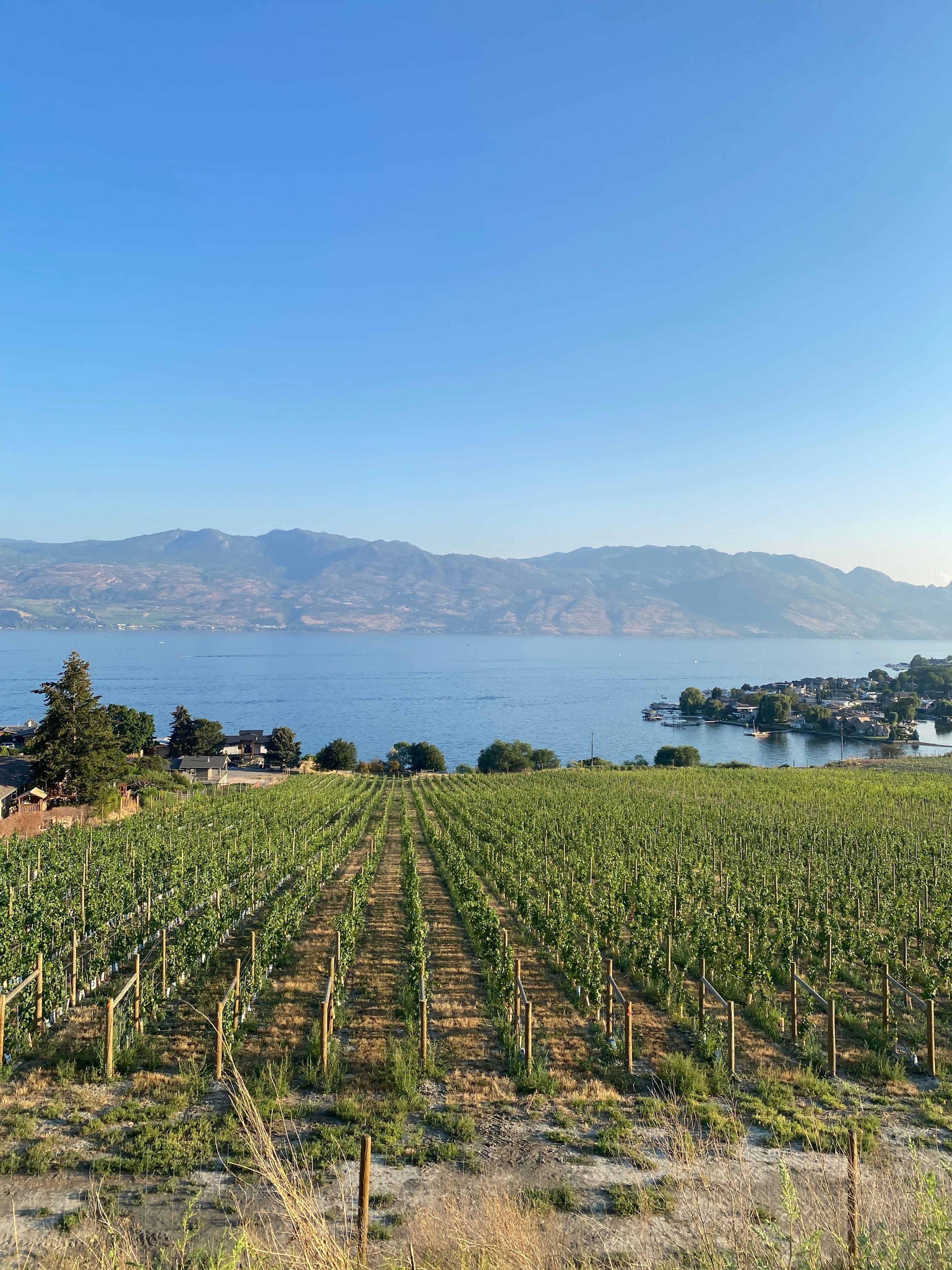 Vineyard with a view of desert mountains and a river in Osoyoos
