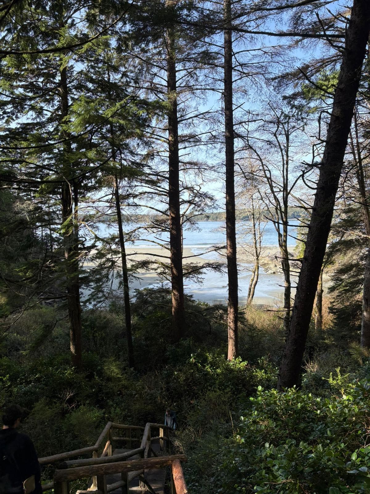 A boardwalk path through the rainforest with the beach and ocean popping through the trees