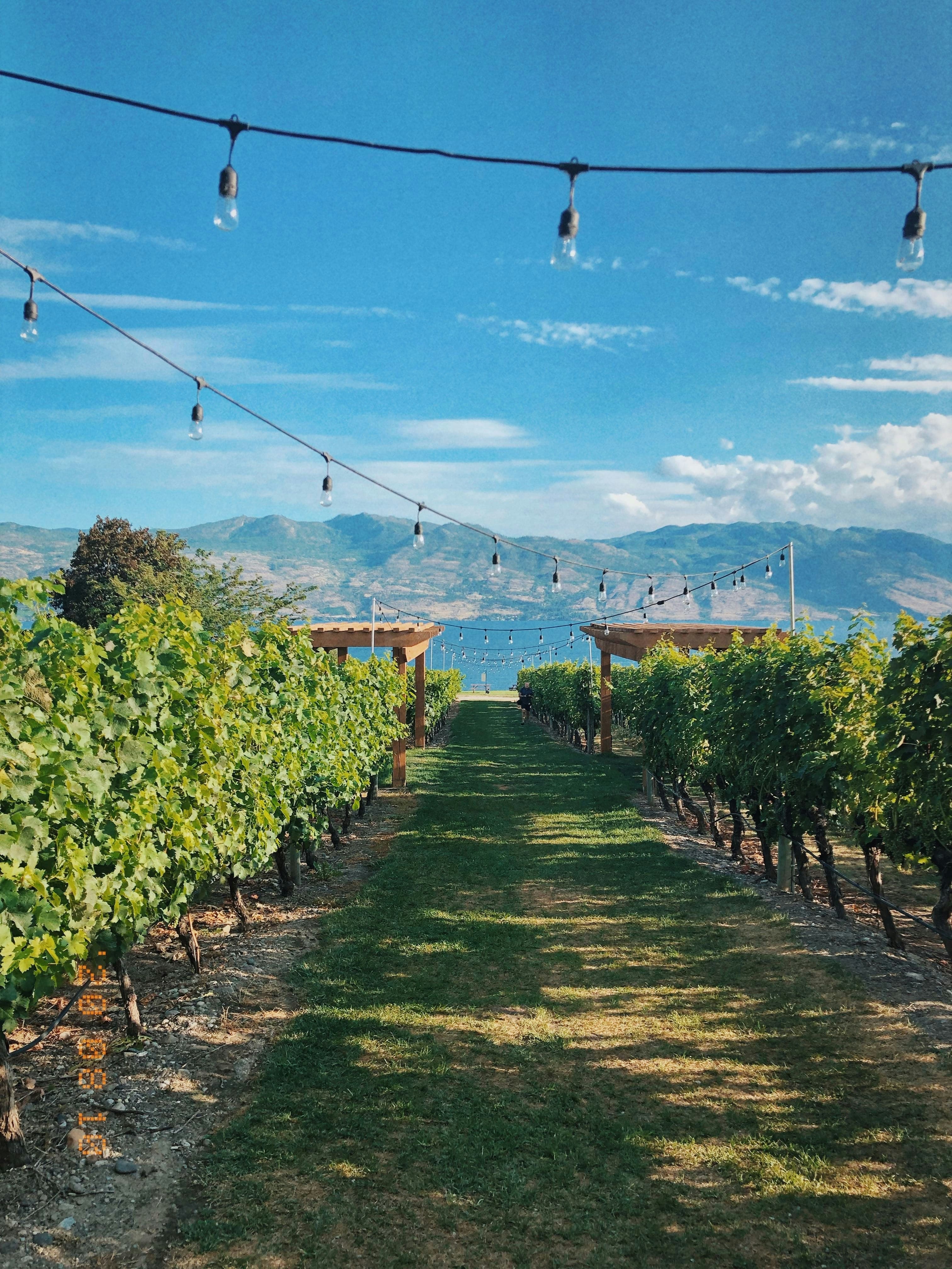 Quails Gate winery, and mountain view