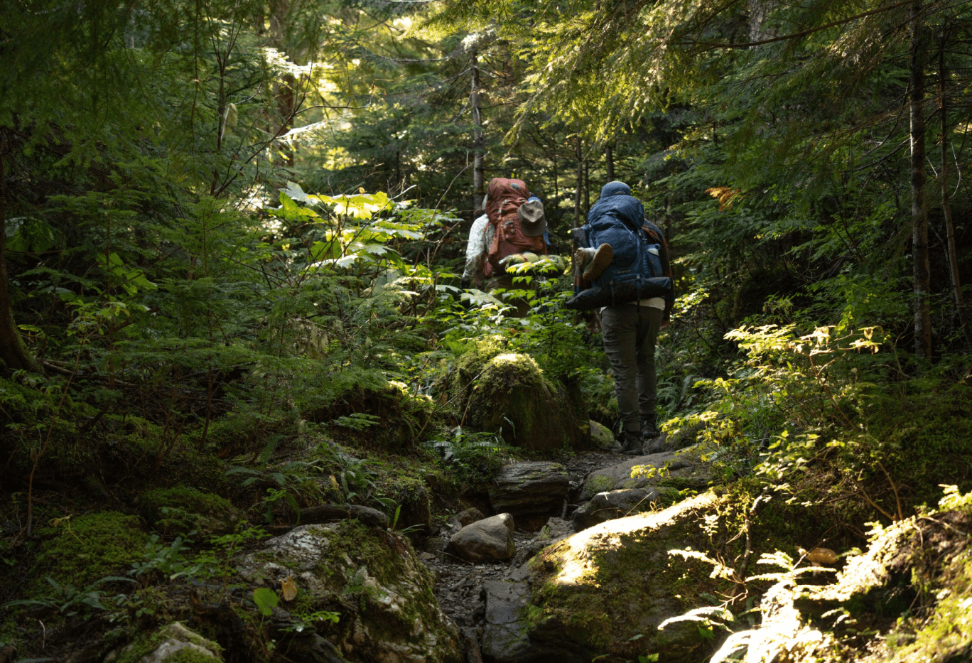 Two hikers backpacking in the forest with the light shinning through the trees