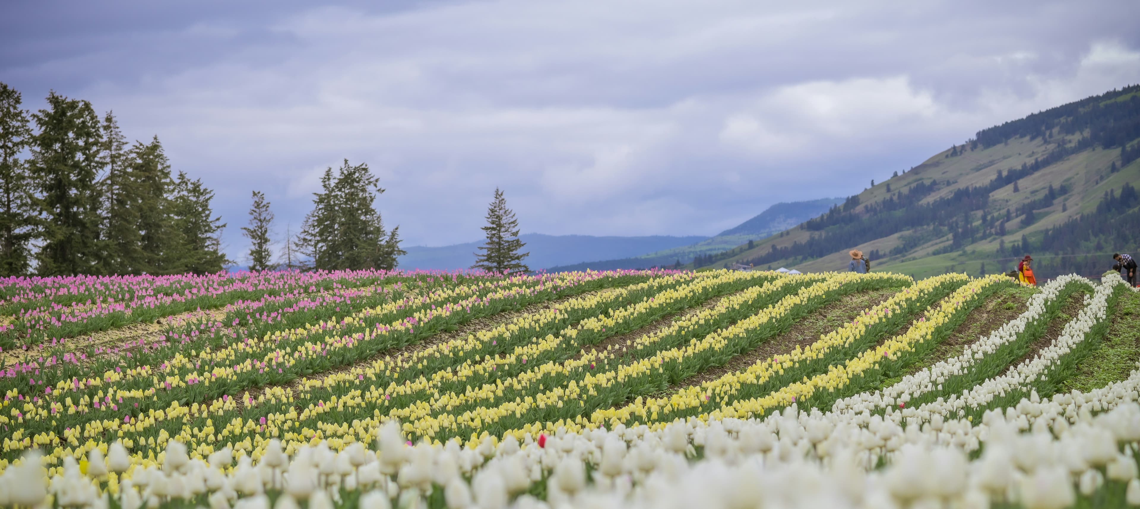 Flower Festival in Vernon